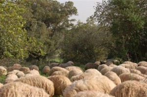 כבשים בשולי יער חרובית