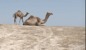 camel גמל בכר נאקה