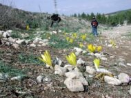 פריחת חלמוניות ליד חניון להבים. רק בעונה