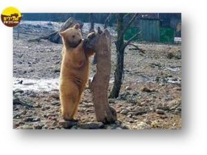 BEAR דובים גיאורגיה