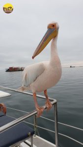 שקנאי חיה חיית מים