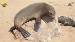 דוב ים כלב ים אריה ים נמיביה