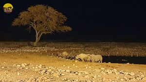 קרנפים שמורת אטושה נמיביה