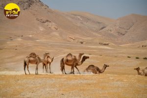 גמלים במדבר יהודה חיות