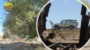 אלות קולאז1