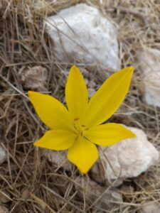 חלמונית גדולה