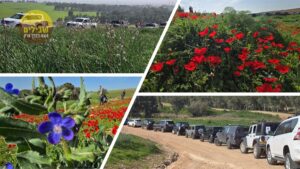 דרום אדום פריחה כלניות