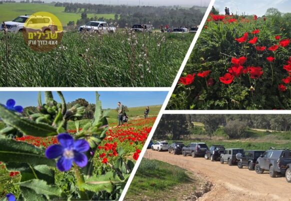 משמורת פורה לחוף זיקים – כלניות או לא להיות?