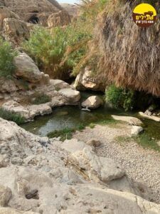 מרסבא רגוע נחל מים מעיין צמחיה