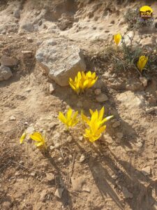 חלמוניות הר הנגב חלמוניות פרח פרחים מדבר