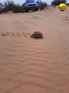 נגב המערבי צב ג'יפ חיה ליד אשלים