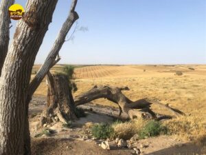 בית גוברין, שפלה