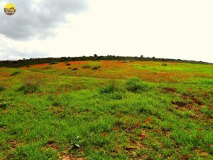 כלניות - דרום אדום