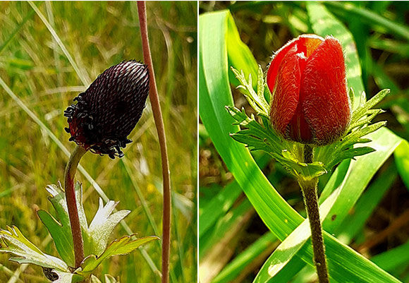 משמורת פורה לחוף זיקים – כלניות או לא להיות?