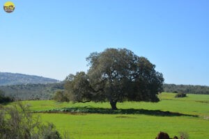 ערוצים ותצפיות בכרמל