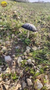 להב גורל חצרים7