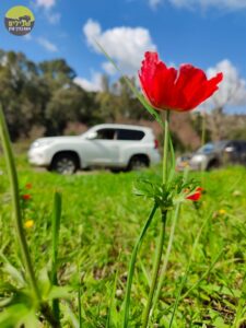 פריחות רמות מנשה117