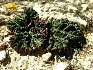 ריבס מכתש רמון4