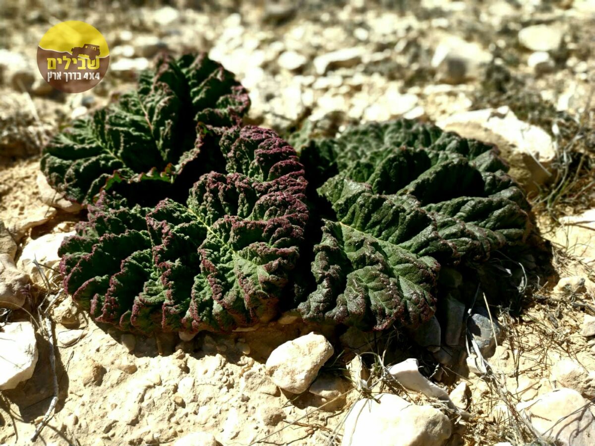 RAMON ריבס מכתש רמון4