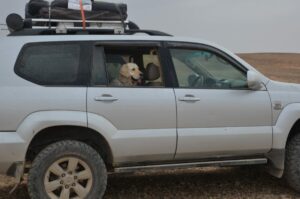 כלב רכב שטח