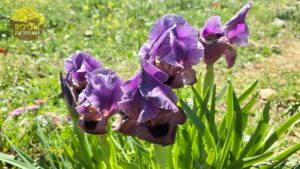 אירוס הגלבוע