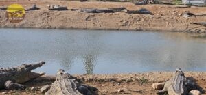 תנינים חוות פצאל בקעת הירדן