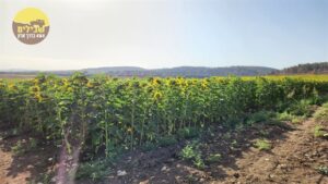 חמניות בחבל לכיש