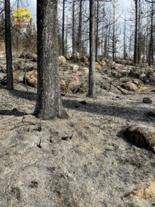 השריפה הגדולה ביער קנדה - אפריל 2025. צילום- אליאב זיו