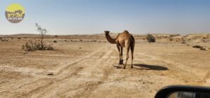 נחל באר שבע רמת חובב גמל