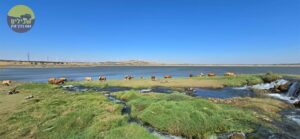 מאגר בנטל יולי 25