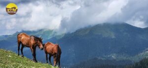 נוף גיאורגיה סוסים