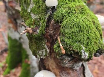 אלבניה בסתיו