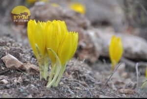פריחות הר מירון