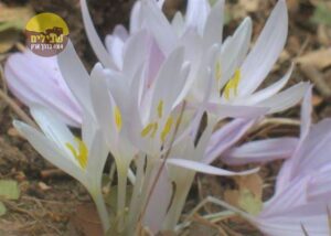 פריחות הר מירון