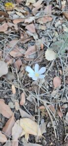 פריחות הר מירון