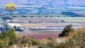 אגמון החולה