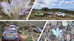 קולאז פריחות מירון