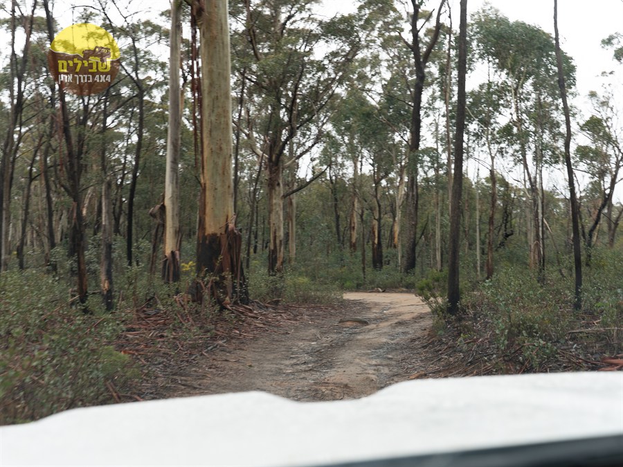 אוסטרליה יאיר קווה אוסטרליה יאיר קווה