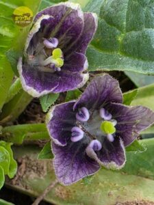 דרום אדום פריחה כלניות