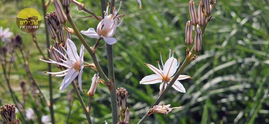 דרום אדום פריחה כלניות דרום אדום פריחה כלניות