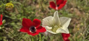 דרום אדום פריחה כלניות