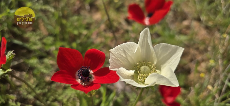 דרום אדום פריחה כלניות דרום אדום פריחה כלניות