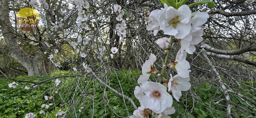 דרום אדום פריחה כלניות דרום אדום פריחה כלניות