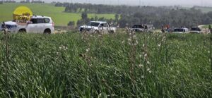 דרום אדום פריחה כלניות