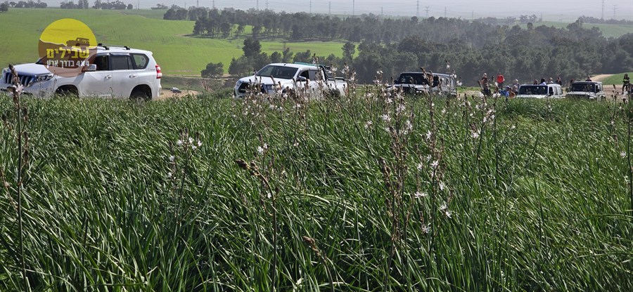 דרום אדום פריחה כלניות דרום אדום פריחה כלניות