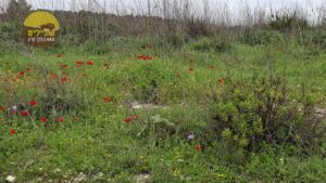 רמות מנשה חורשן חורף