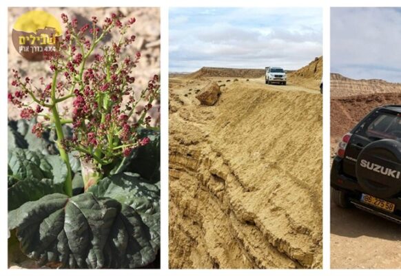נדיר: אל הריבס הפורח במכתש רמון