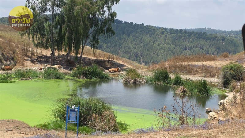 גליל עליון גליל עליון