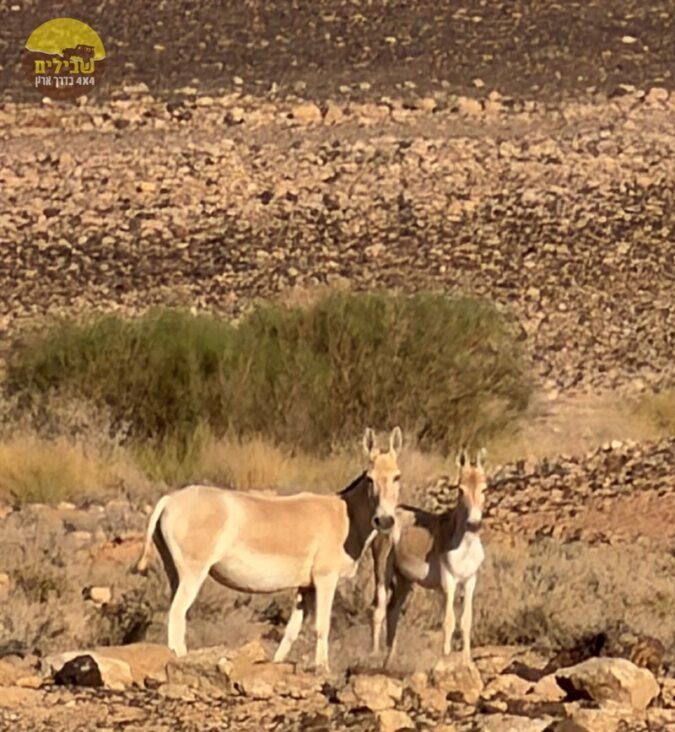 פראים בנחל רמון פראים בנחל רמון
