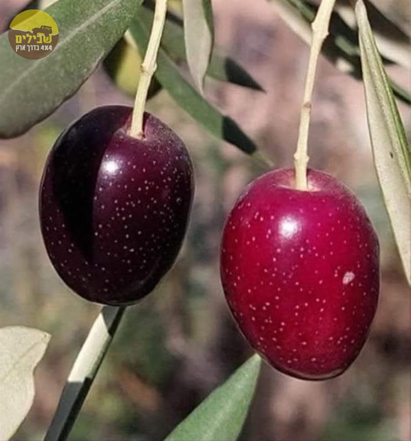 מסיק גליל מסיק גליל